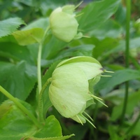 Helleborus viridis